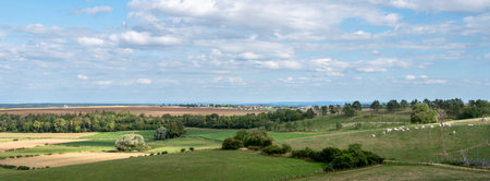 rural landscape near dijon in saone valley with white cows under blue sky