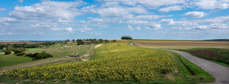 rural landscape near dijon in saone valley with white cows and sunflowersの写真素材