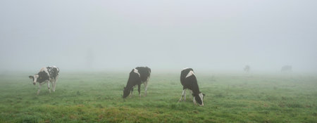 spotted black and white cows graze in dense morning mist