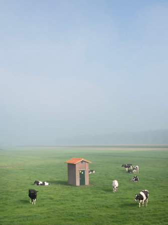 black and white spotted cows in green grassy meadow seen from height of dikeの写真素材
