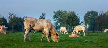 blonde daquitaine bull and cows grazing in green grassy meadowの写真素材