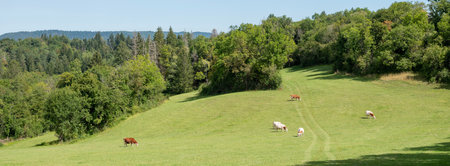 spotted red cows in french jura region in meadow near forest under blue skyの写真素材