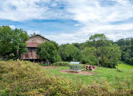 cows near very old rusty farm in french jura regionの写真素材