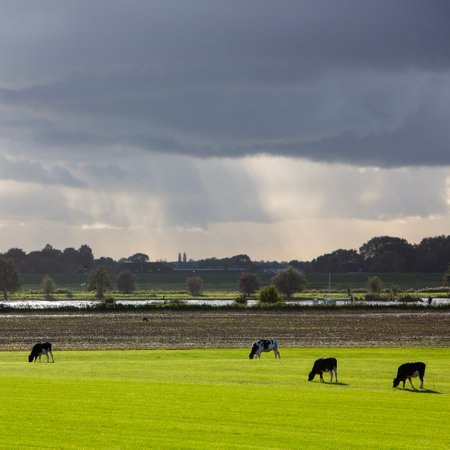 backlit cows in green grassy meadow and stormy sky over river rhine in holland near utrechtの写真素材