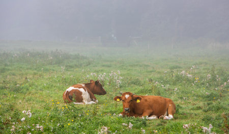 two red and white spotted calves recline in meadow with flowersの写真素材