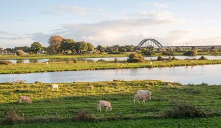 cows graze in nature reserve near culemborg and river rhine in the netherlands with bridge of culemborg in the backgroundの写真素材