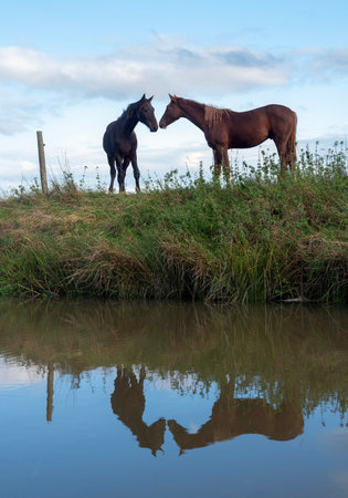 brown horses in meadow with reflection in canal between meadows in the netherlands near utrechtの写真素材