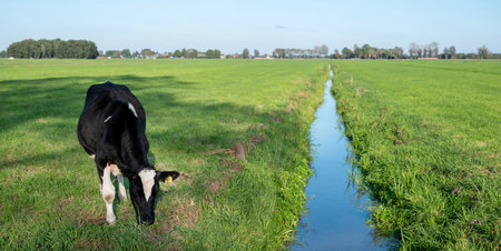 grazing black and white calf near ditch under blue sky in dutch meadow in the netherlandsの写真素材