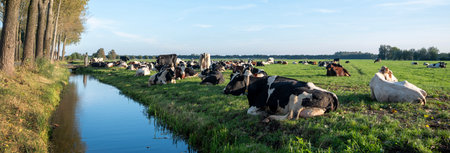 canal and trees next to large herd of cows reclines in meadow near ditch under blue sky in the netherlandsの写真素材