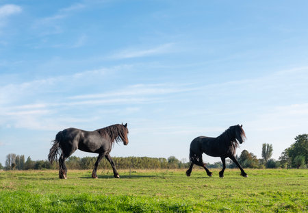 strong black horses run in green grassy meadow under blue sky in Holland near canalの写真素材