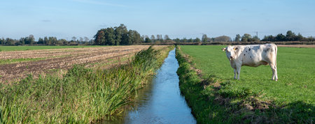 lonely white cow in holland with black spots stands in meadow and stares at empty cornfield near canal in wich blue sky is reflectedの写真素材