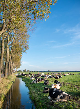 canal and trees next to large herd of cows reclines in meadow near ditch under blue sky in the netherlandsの写真素材