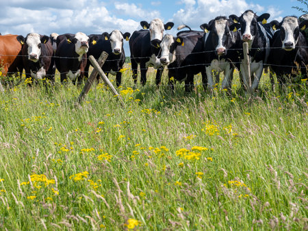 curious spotted cows stand in meadow with yellow spring summer flowers and long grass in holland under blue skyの写真素材