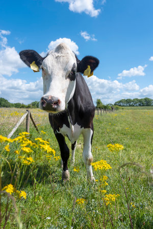 curious spotted cow stands in meadow with yellow spring summer flowers and long grass in holland under blue skyの写真素材