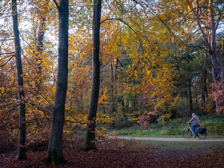 driebergen, netherlands, november 17, 2023: man on bicycle passes sunlit trees with beautiful colorful autumn leavesの写真素材
