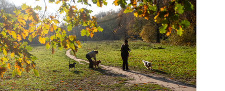 three dogs and two girls on field near colorful autumnal backlit oak leavesの写真素材