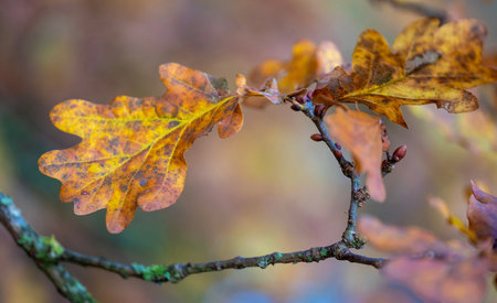 closeup of yellow orange and brown oak leaves on branch in the autumnの写真素材