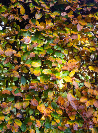 Autumn leaves background, closeup of colorful autumnal leaves backgroundの写真素材
