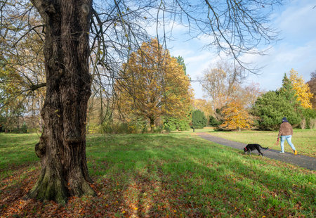 older woman walks dog in colorful fall forest near Utrecht in the Netherlandsの写真素材