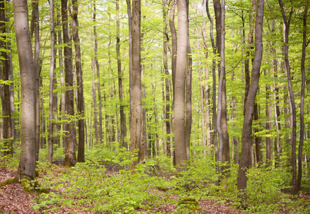 blue sky and fresh spring leaves on beech trees in german forestの写真素材