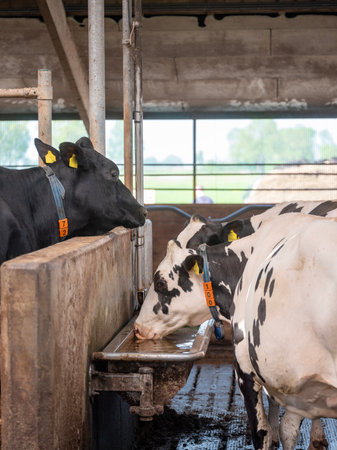 large barn with drinking spotted black and white cows on dutch farm in the netherlandsの写真素材
