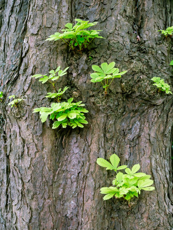 big part of bark on old fat chestnut tree