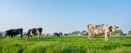 black and white spotted cows in green meadow under blue sky at sunrise with warm sunlight in Hollandの写真素材