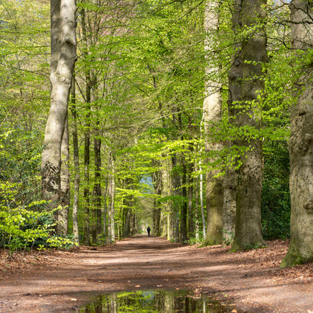 reflection in puddle and lonely figure on forest path in spring under beech trees in the netherlandsの写真素材