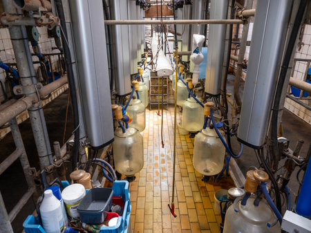 not so very modern milking parlor on dutch farm in the netherlandsの写真素材