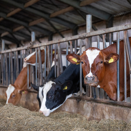 feeding holstein cows inside barn on dutch farm in hollandの写真素材