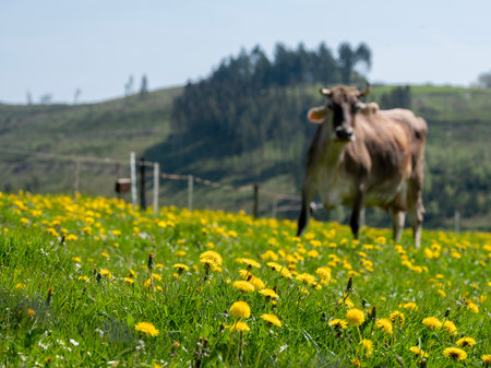 horned beige cow in meadow with dandelions in german part Sauerland under blue sky in springの写真素材