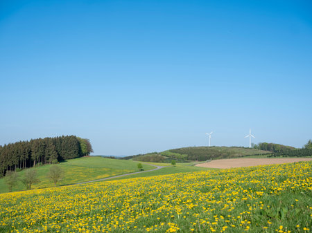 blue sky over spring meadow full of yellow dandelions in german sauerland with lonely treeの写真素材