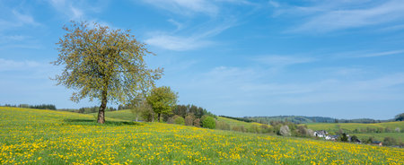 blue sky over spring meadow full of yellow dandelions in german sauerland with lonely treeの写真素材