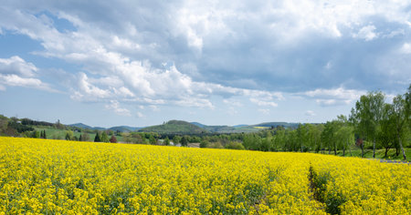 yellow rapeseed field in german sauerland under cloudy sky in springの写真素材
