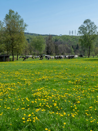 black and white cows and yellow dandelions in spring meadow near winterberg in german sauerland under blue skyの写真素材