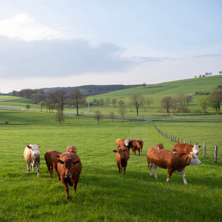 rural landscape with cows in green meadows and trees at sunset in German Sauerland in springの写真素材