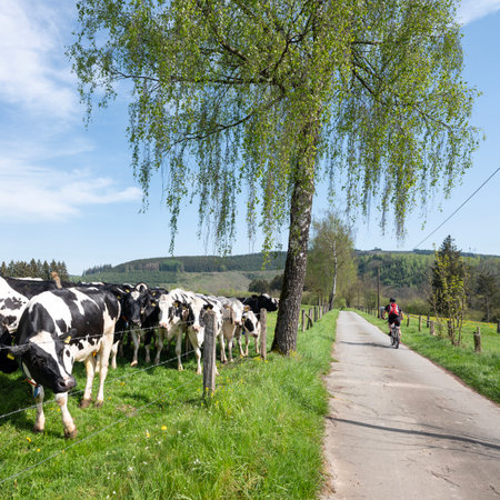 cyclist near black and white cows and yellow dandelions in spring meadow near winterberg in german sauerland under blue skyの写真素材