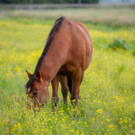 one brown horse grazes in meadow with yellow buttercup flowersの写真素材