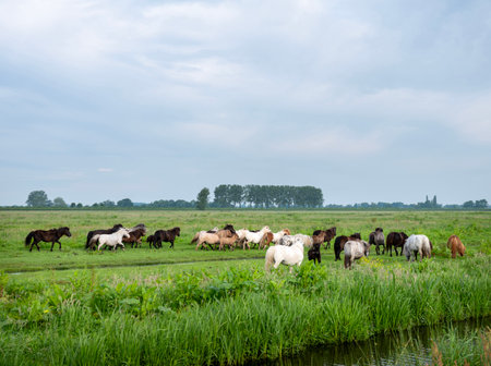 large herd of ponies in meadow in the green heart of hollandの写真素材