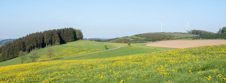 blue sky over spring countryside in german sauerland with trees and blooming fields of dandelionsの写真素材