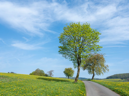 blue sky over spring countryside in german sauerland with trees and blooming fields of dandelionsの写真素材