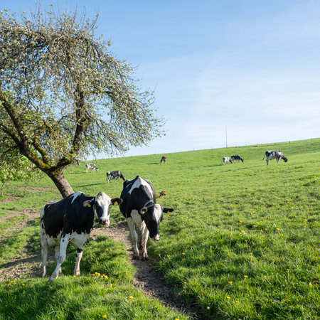 backlit hillside meadow with black and white spotted cows and shadows in German Sauerland in springの写真素材