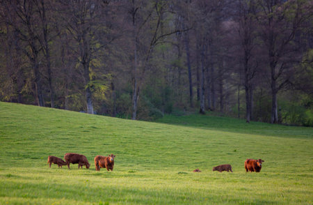 green grassy meadow withg brown cows and calves near forest in german sauerlandの写真素材
