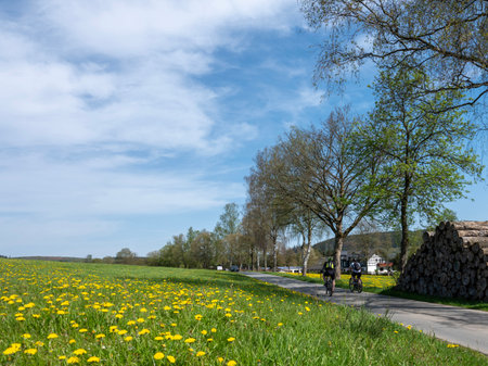 people on bicycle pass cows in spring meadow with flowers near winterberg in german sauerlandの写真素材