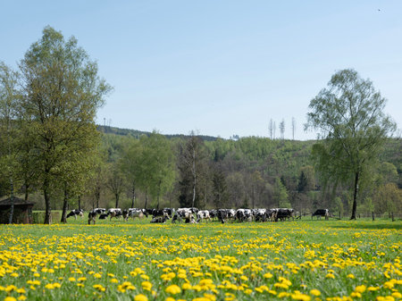 black and white cows and yellow dandelions in spring meadow near winterberg in german sauerland under blue skyの写真素材