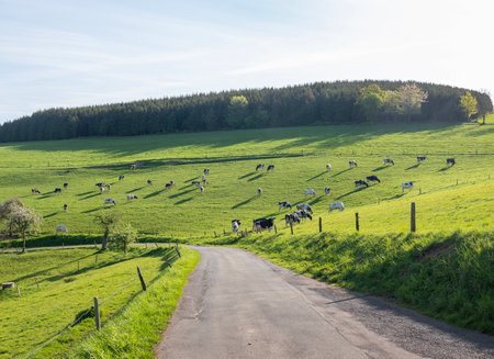 backlit hillside meadow with black and white spotted cows and shadows in German Sauerland in springの写真素材