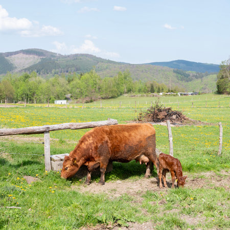 grazing brown cow and calf in spring meadow of german sauerlandの写真素材