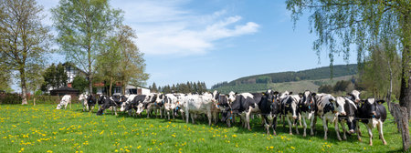 black and white cows and yellow dandelions in spring meadow near winterberg in german sauerland under blue skyの写真素材