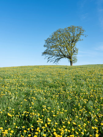 blue sky over spring meadow full of yellow dandelions in german sauerland with lonely treeの写真素材