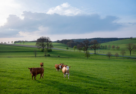 rural landscape with cows in green meadows and trees at sunset in German Sauerland in springの写真素材